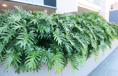 Филодендрон Ксанду